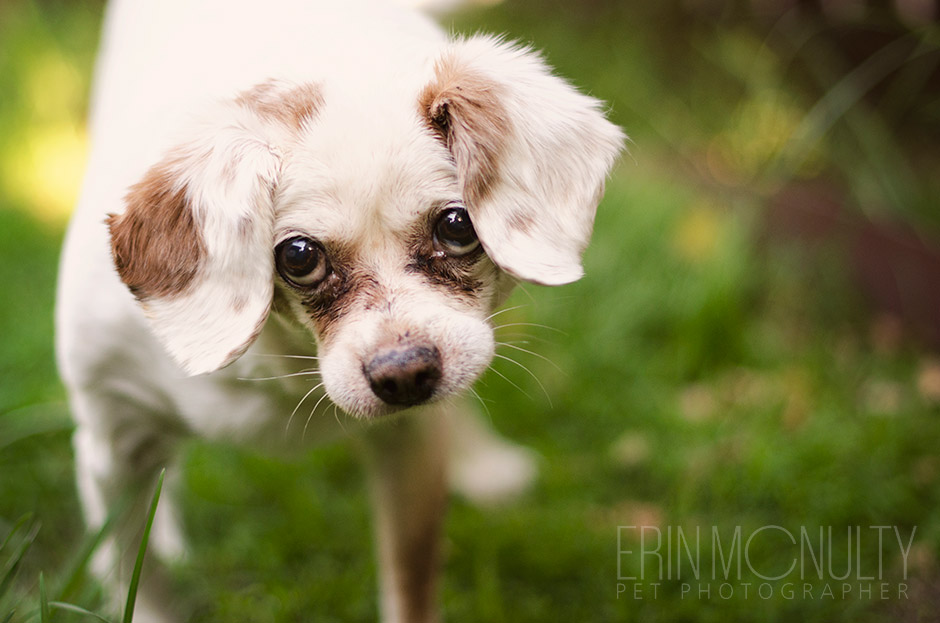 King Charles Spaniel Pet Dog Photography Melbourne Australia 02