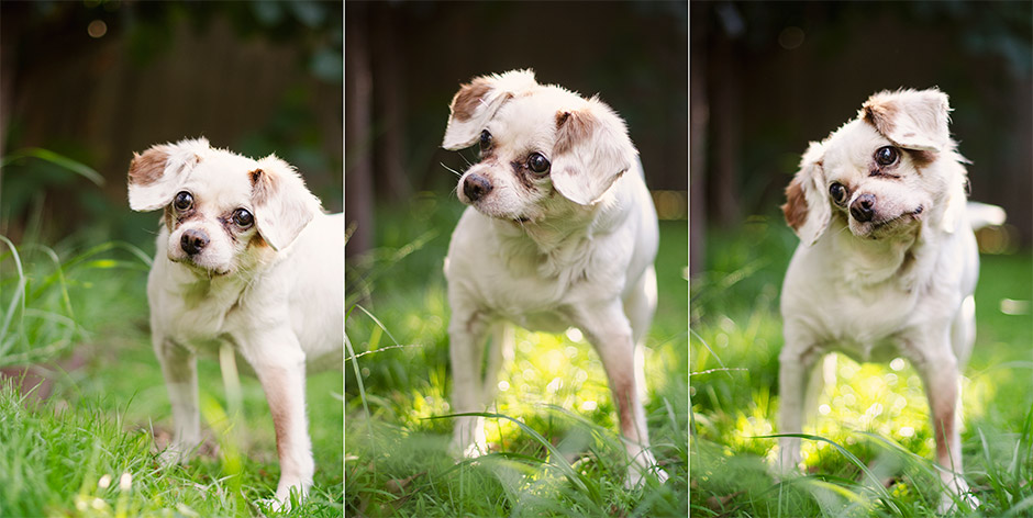 King Charles Spaniel Pet Dog Photography Melbourne Australia 03