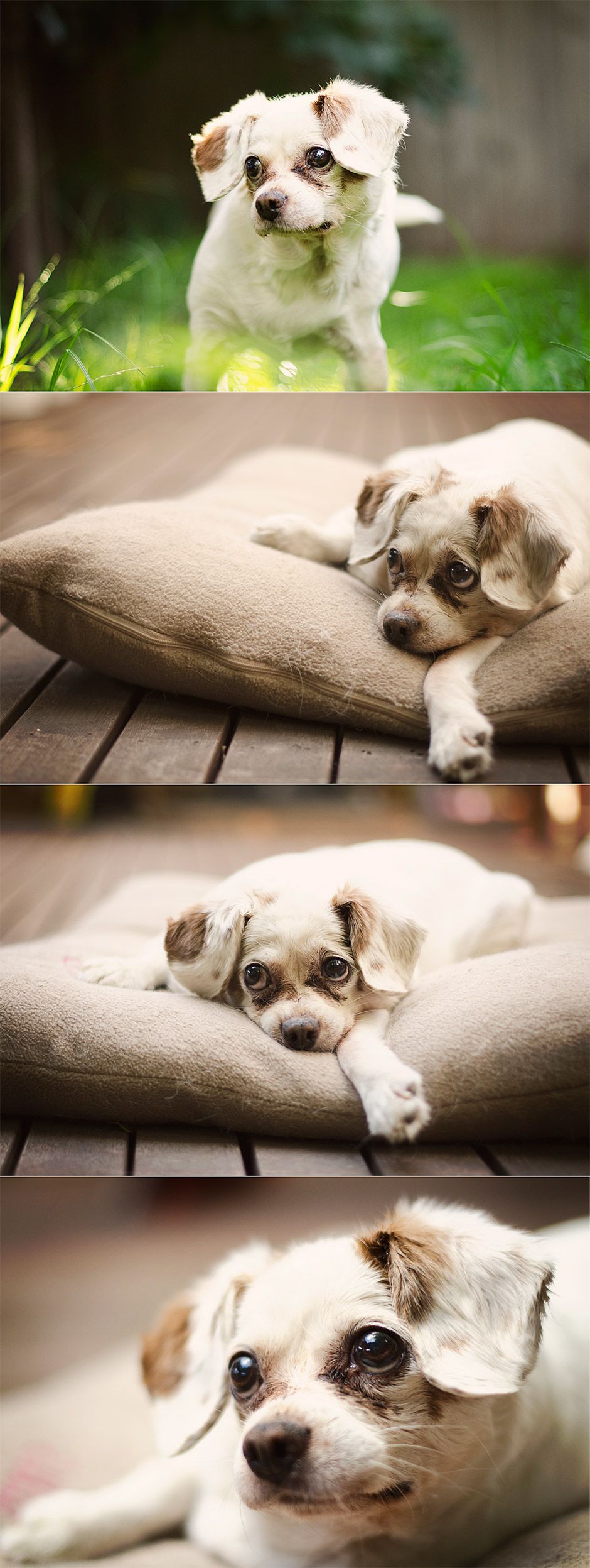 King Charles Spaniel Pet Dog Photography Melbourne Australia 04