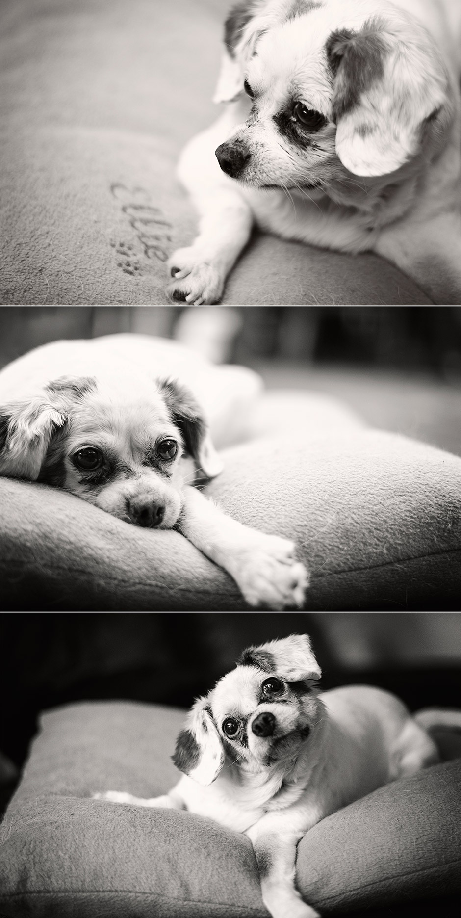 King Charles Spaniel Pet Dog Photography Melbourne Australia 05