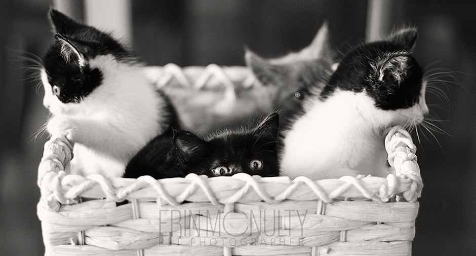 Kittens-in-a-basket-Melbourne-rescue-kittens