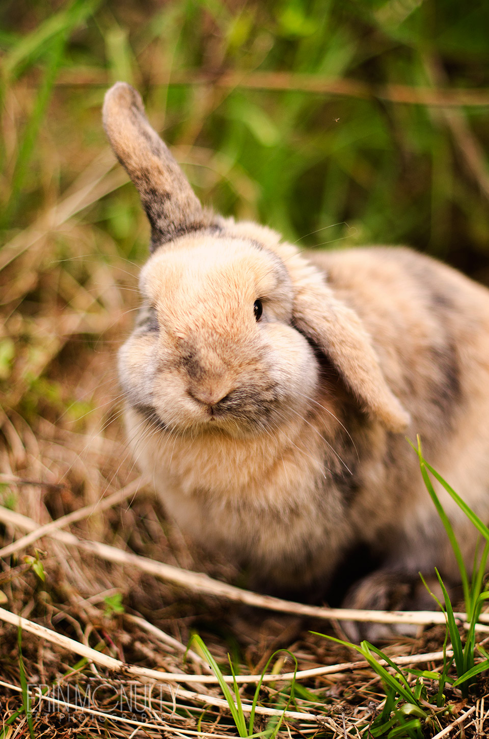 Pet-Bunny-Photography-Melbourne