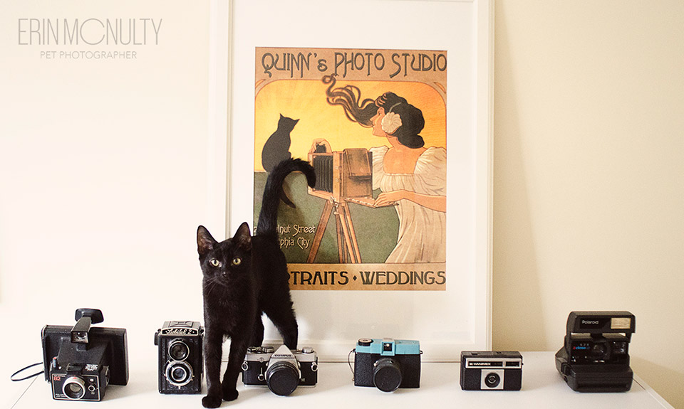 Reasons to adopt a black cat Melbourne Pet Photography 01
