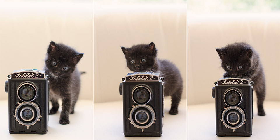 Reasons to adopt a black cat Melbourne Pet Photography 02