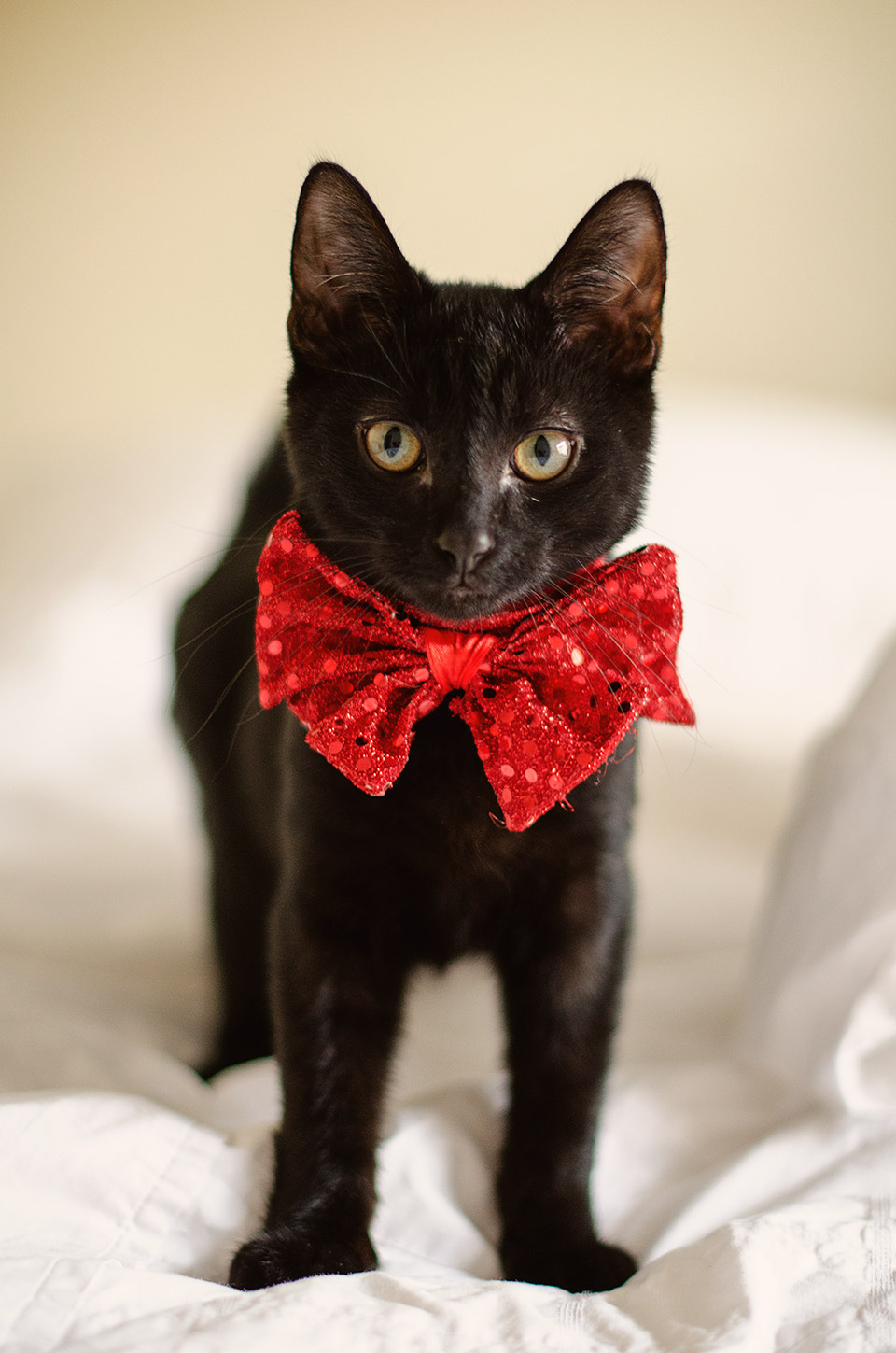 Reasons to adopt a black cat Melbourne Pet Photography 04