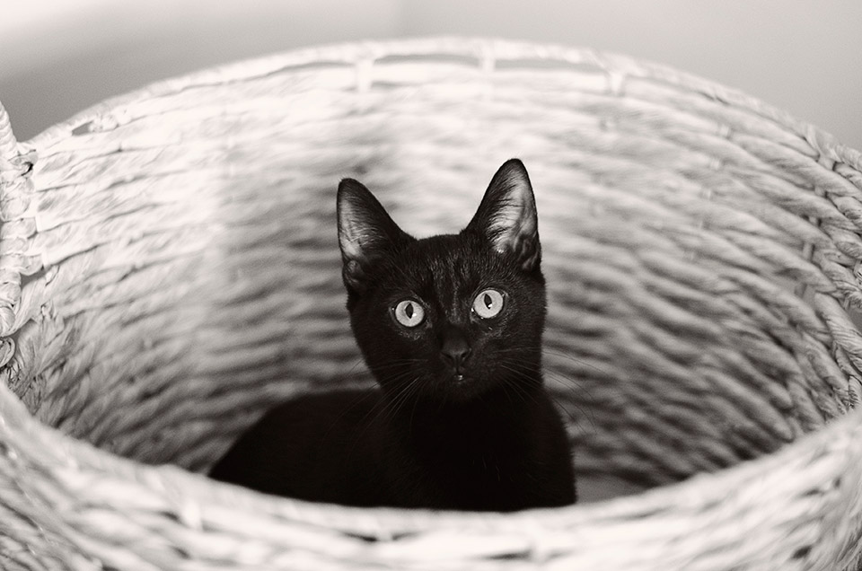 Reasons to adopt a black cat Melbourne Pet Photography 05