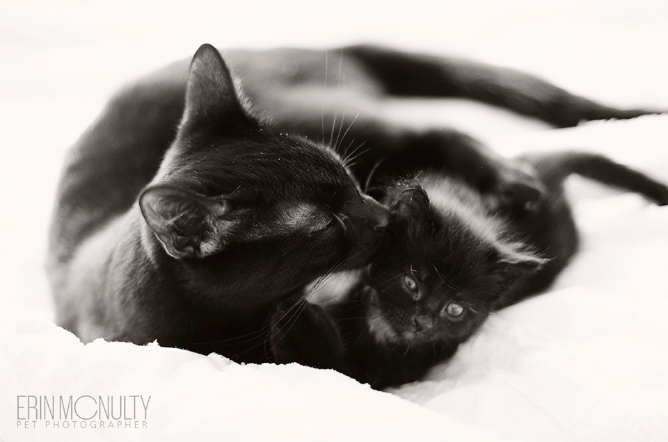 Reasons to adopt a black cat Melbourne Pet Photography 06