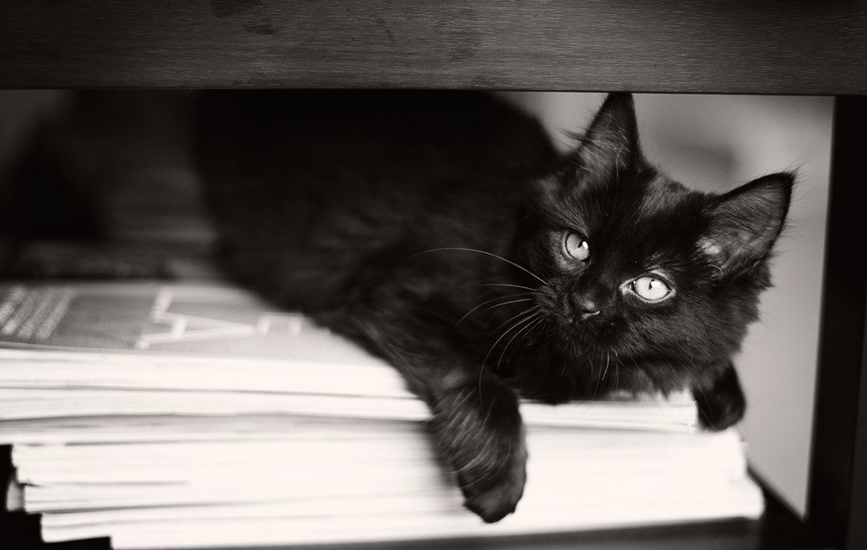 Reasons to adopt a black cat Melbourne Pet Photography 09