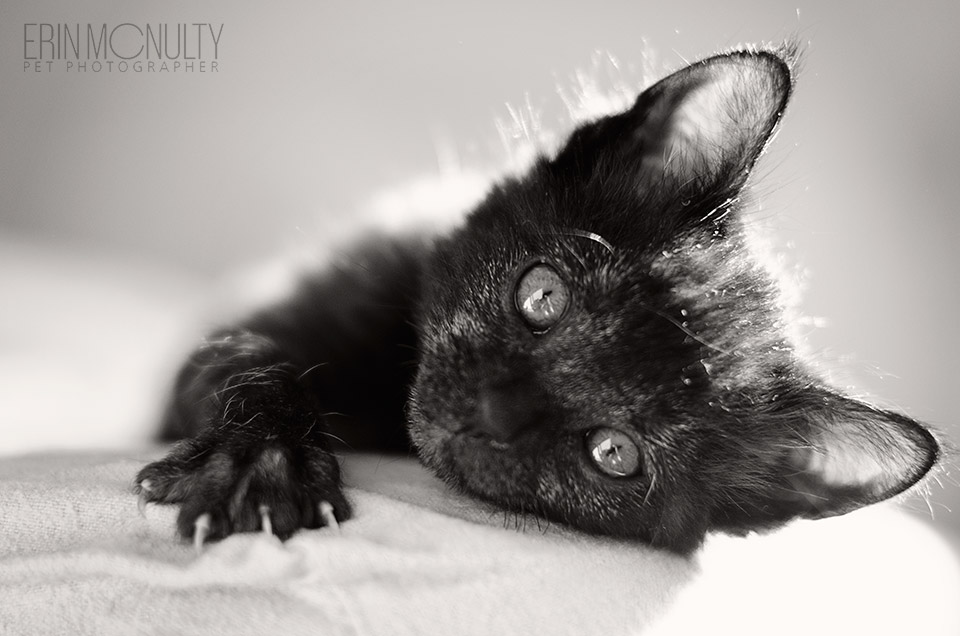 Smoke Tabby Melbourne Kitten Photographer