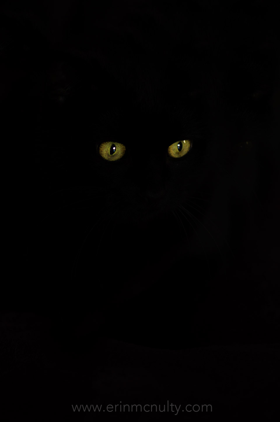 Black-cat-photography-Melbourne
