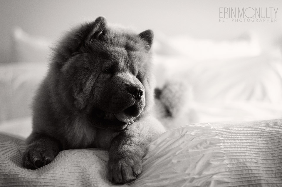 Chow-Chow-Puppy-Photography-Melbourne