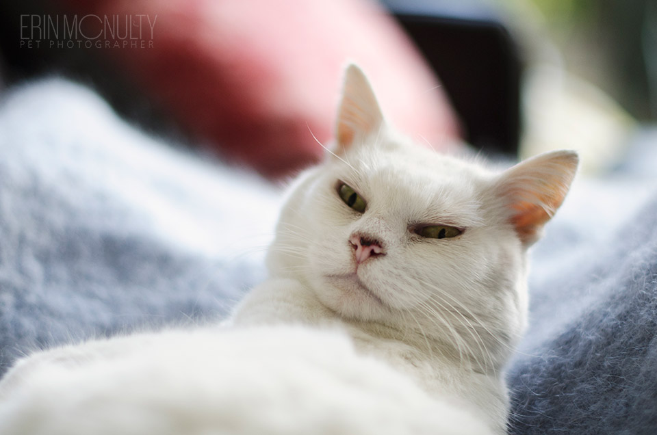 Milly The Canning Street White Cat Melbourne01