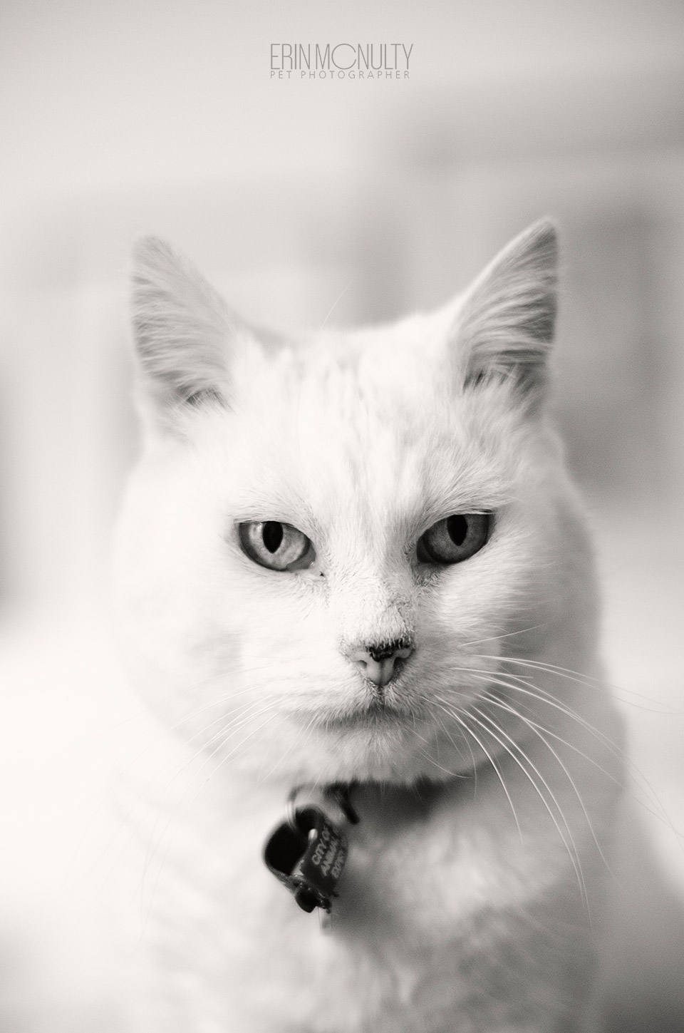 Milly The Canning Street White Cat Melbourne02