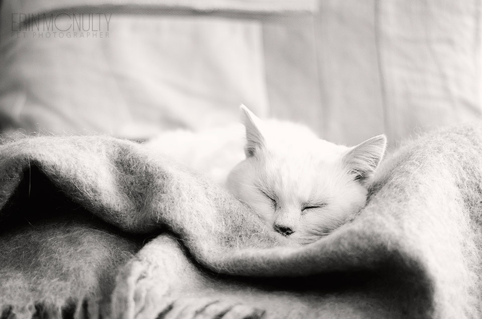 Milly The Canning Street White Cat Melbourne03