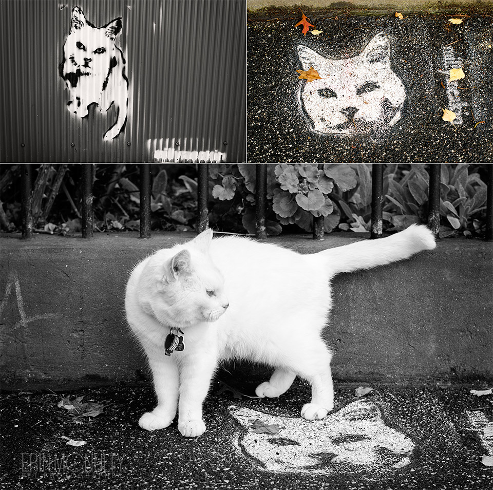Milly The Canning Street White Cat Melbourne05