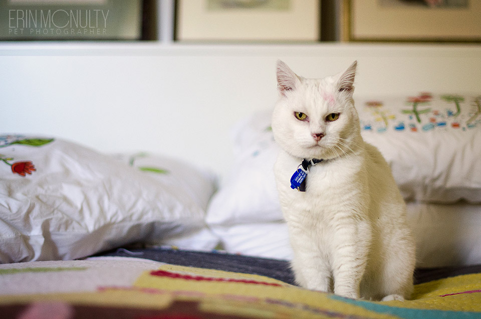 Milly The Canning Street White Cat Melbourne08