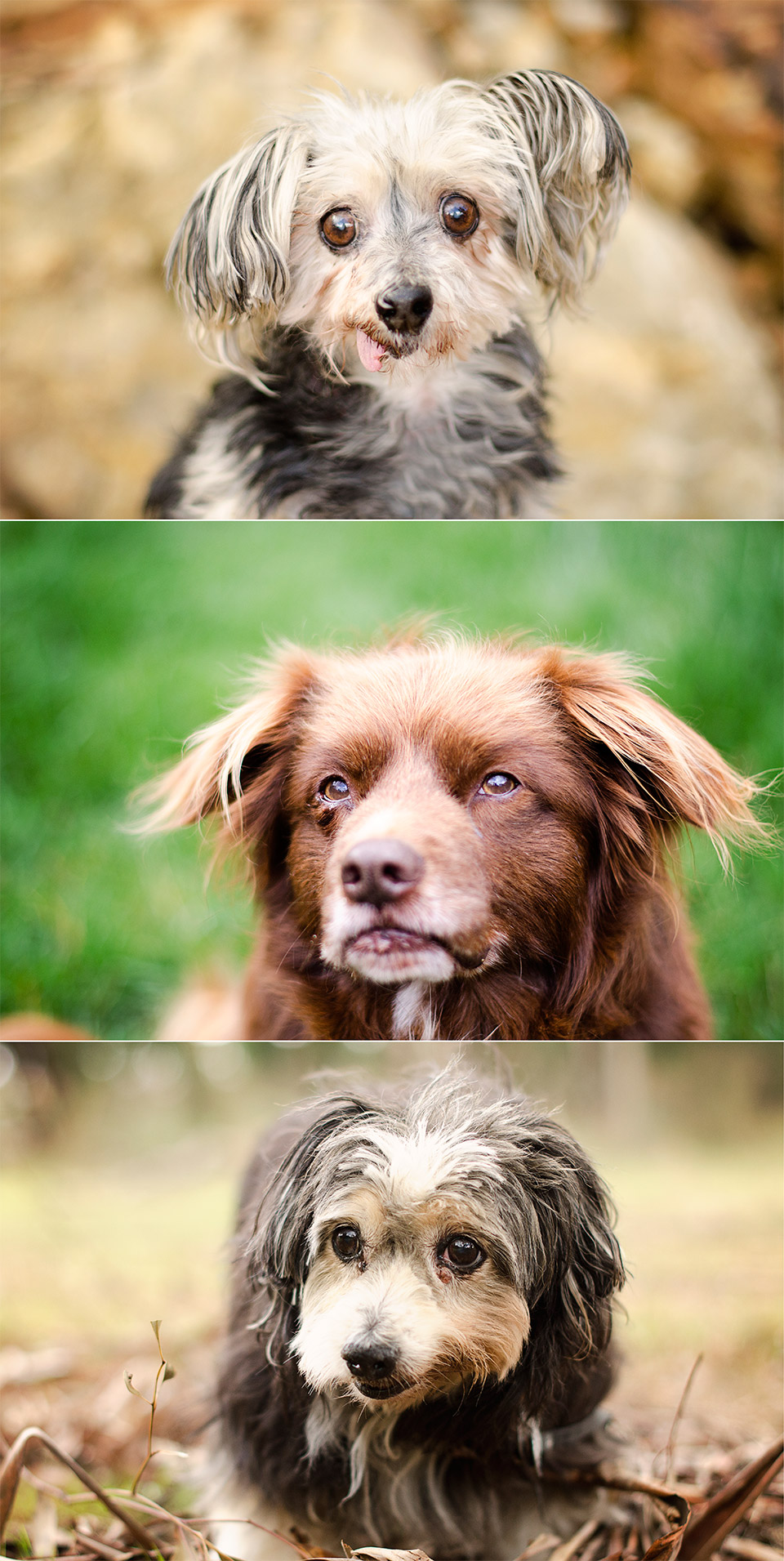 Pet-Dog-Photography-Melbourne-and-Victoria