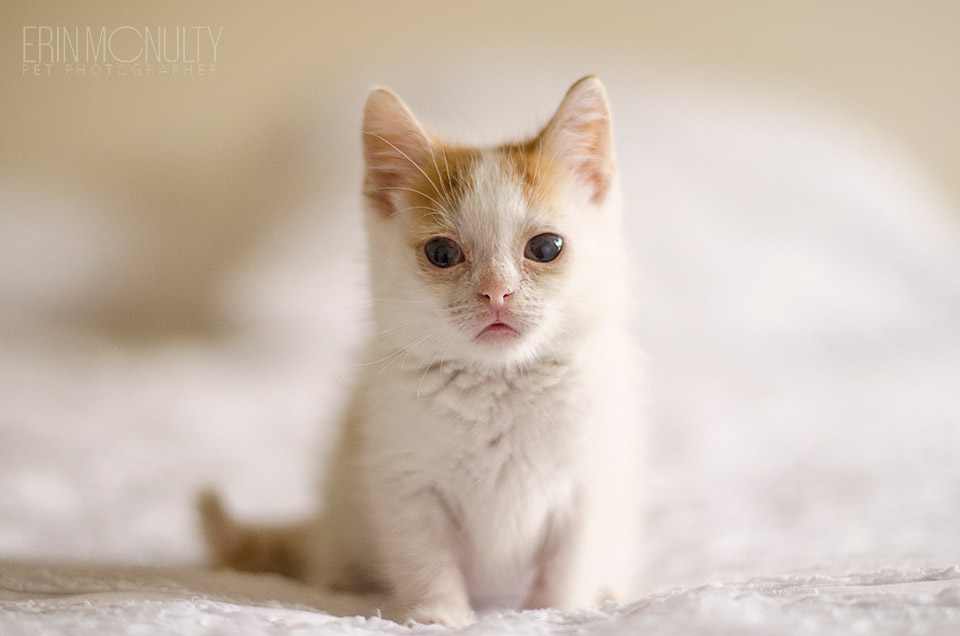 Rescue-Kitten-and-Cat-Photography-Melbourne