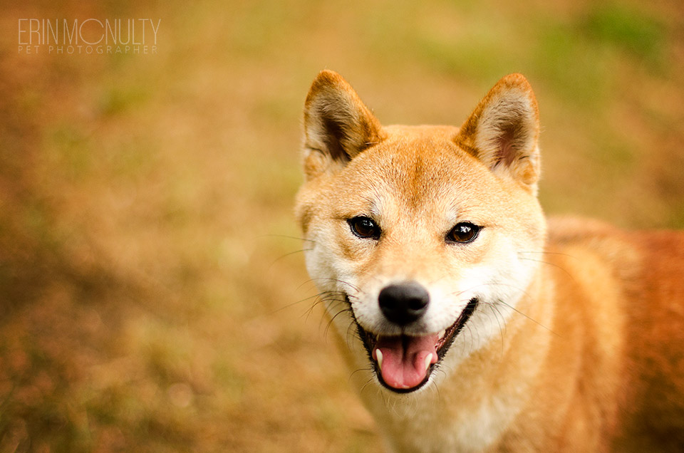 Shiba Inu Melbourne Pet Dog Photography01