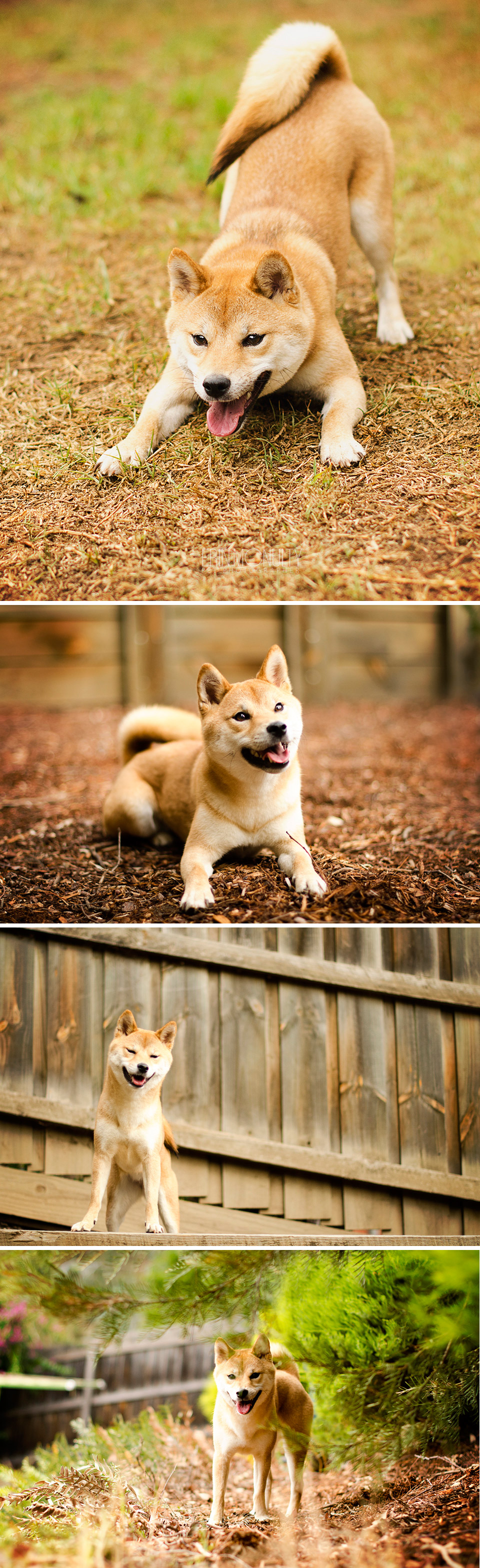 Shiba Inu Melbourne Pet Dog Photography02