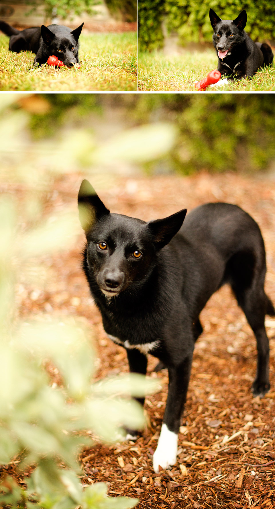 Shiba Inu Melbourne Pet Dog Photography03
