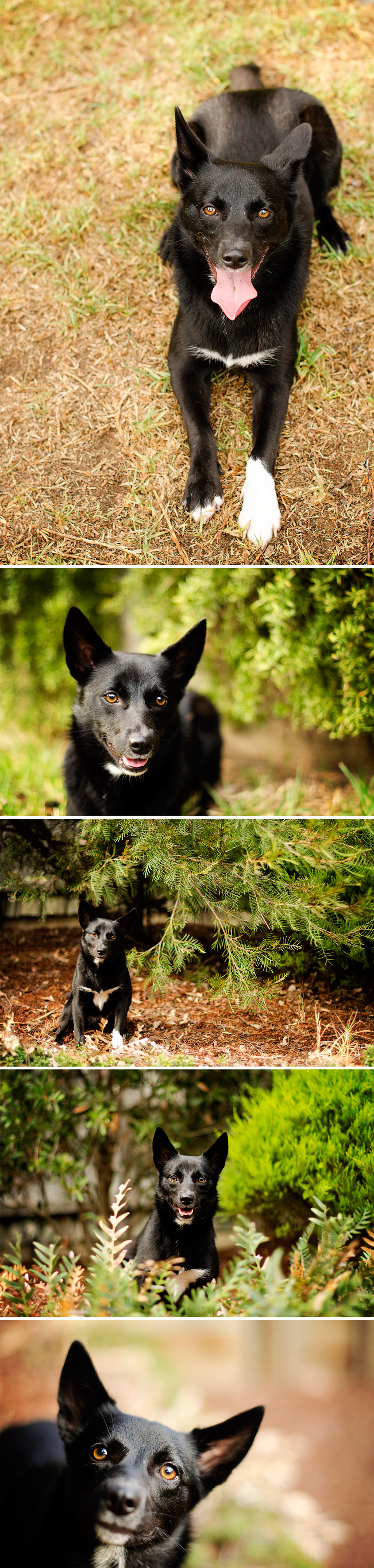 Shiba Inu Melbourne Pet Dog Photography04