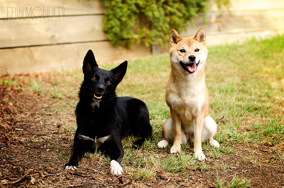 Shiba Inu Melbourne Pet Dog Photography05