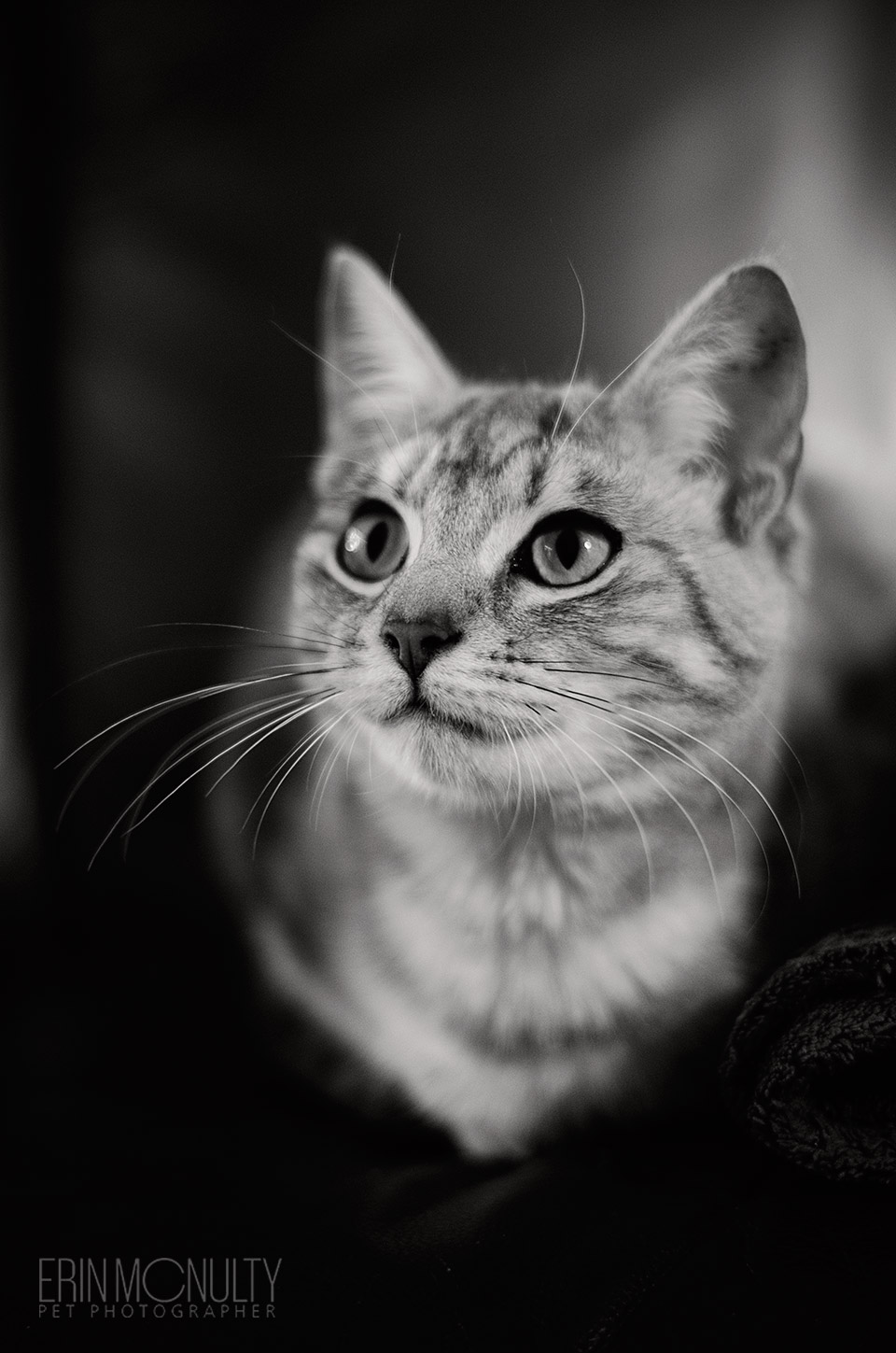 Silver-Rescue-Tabby-Melbourne-Paws-and-Tails