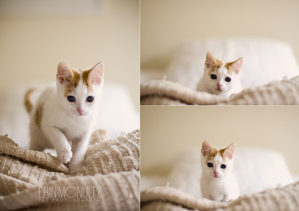 Stewie-the-Melbourne-Ginger-and-White-Rescue-Kitten