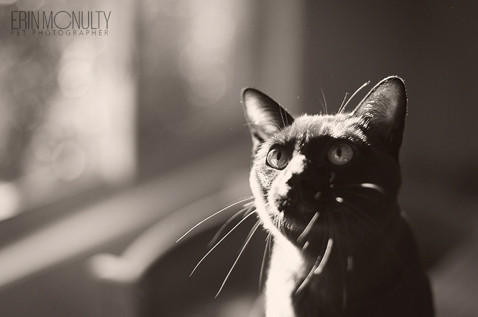 Bella-the-Burmese-in-Box-Hill-Pet-Photography