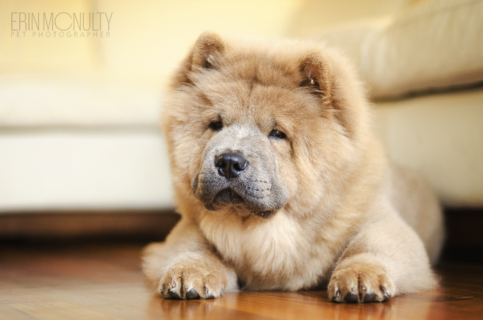 Chow Chow Dog Photography Melbourne  02