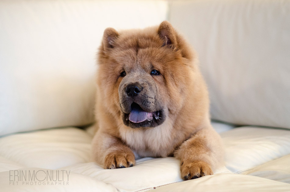 Chow Chow Dog Photography Melbourne  03