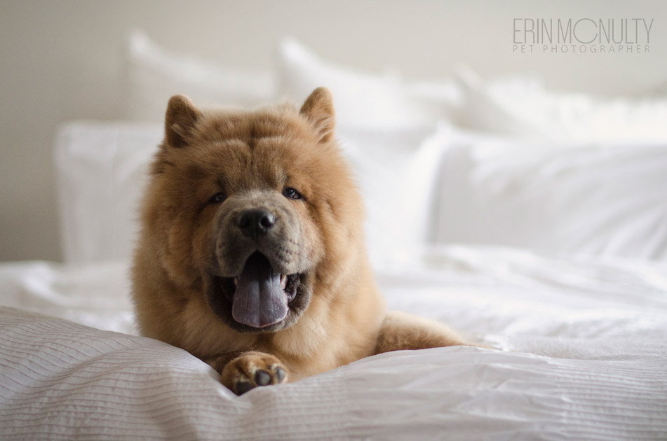 Chow Chow Dog Photography Melbourne  05