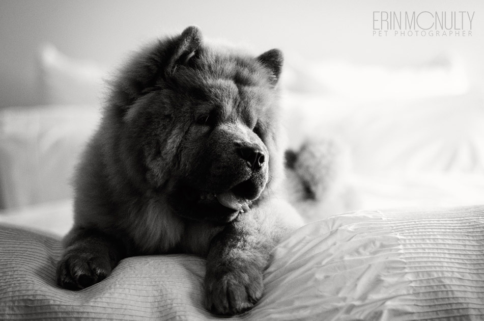 Chow Chow Dog Photography Melbourne  06
