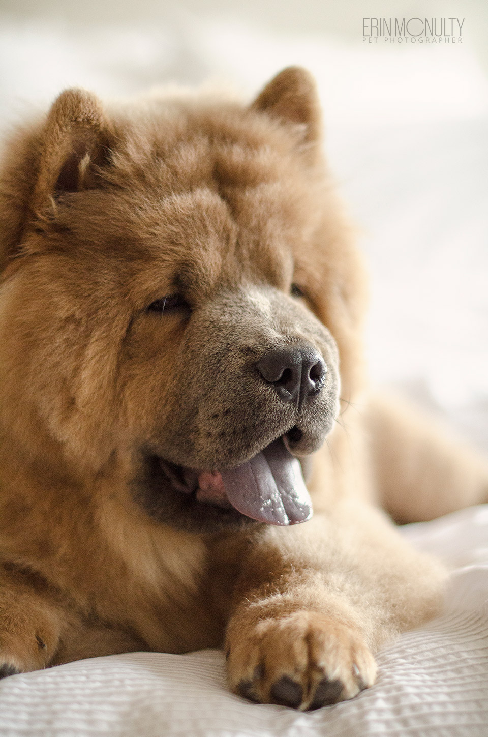 Chow-Chow-Dog-Photography-Melbourne--09