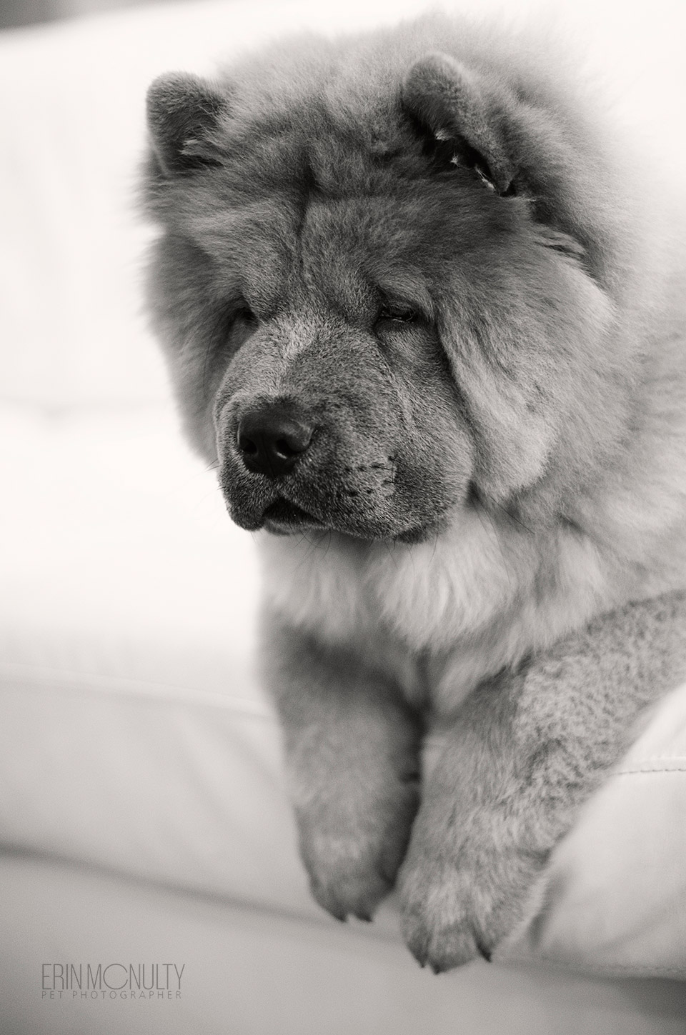 Chow-Chow-Dog-Photography-Melbourne--10