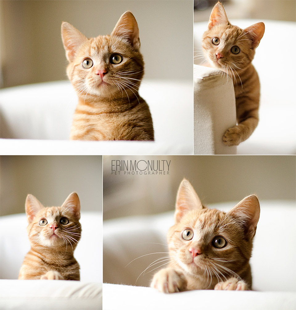 Ginger-Rescue-Kitten-Paws-and-Tails-Photography-Melbourne