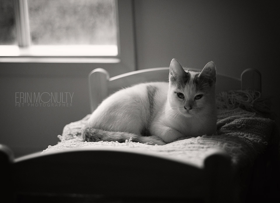 Black-and-White-Pet-Photography-Australia