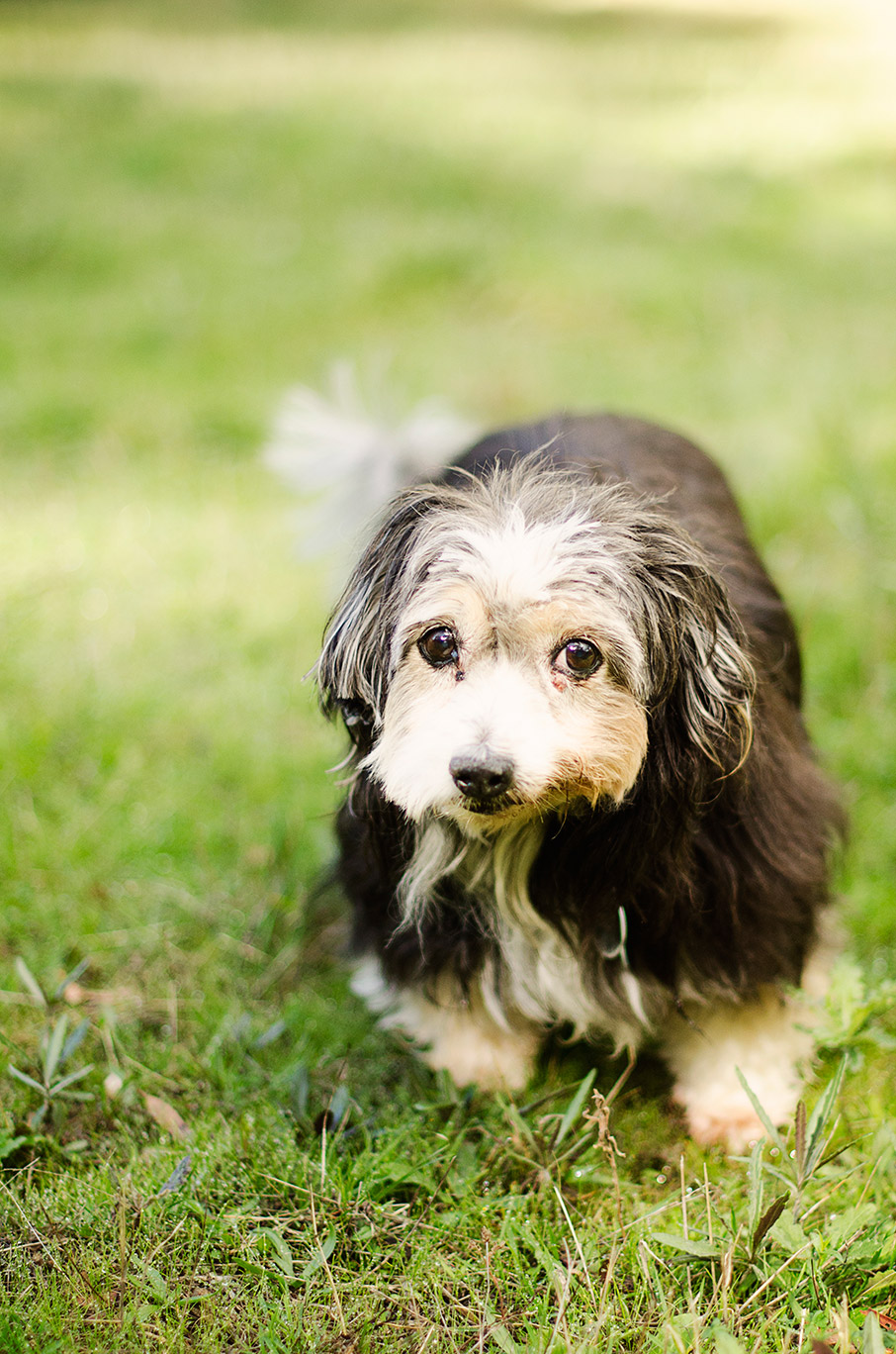 Dog-Photography-Melbourne-Victoria