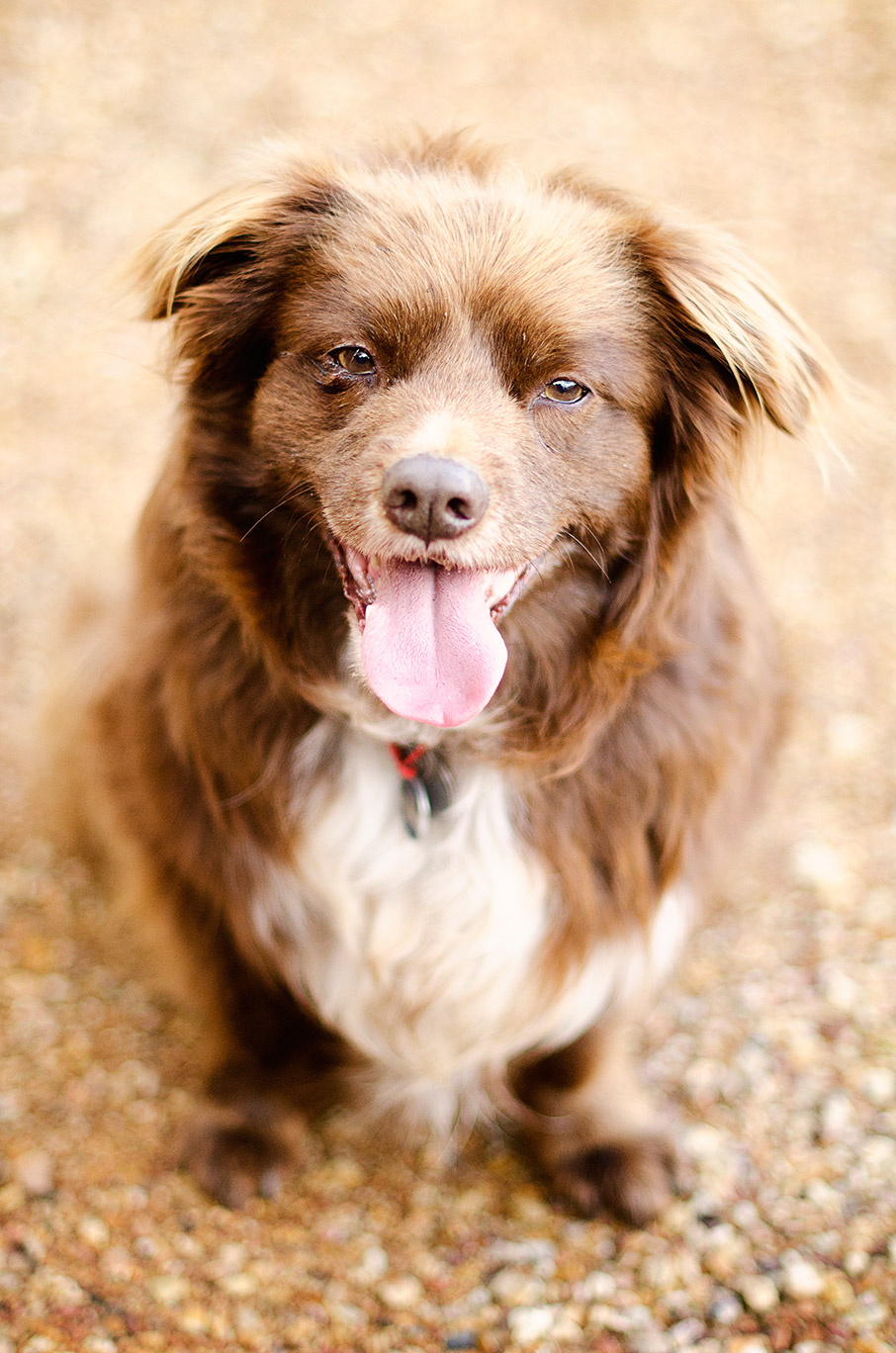 Kelpie-Dog-Photos-Melbourne