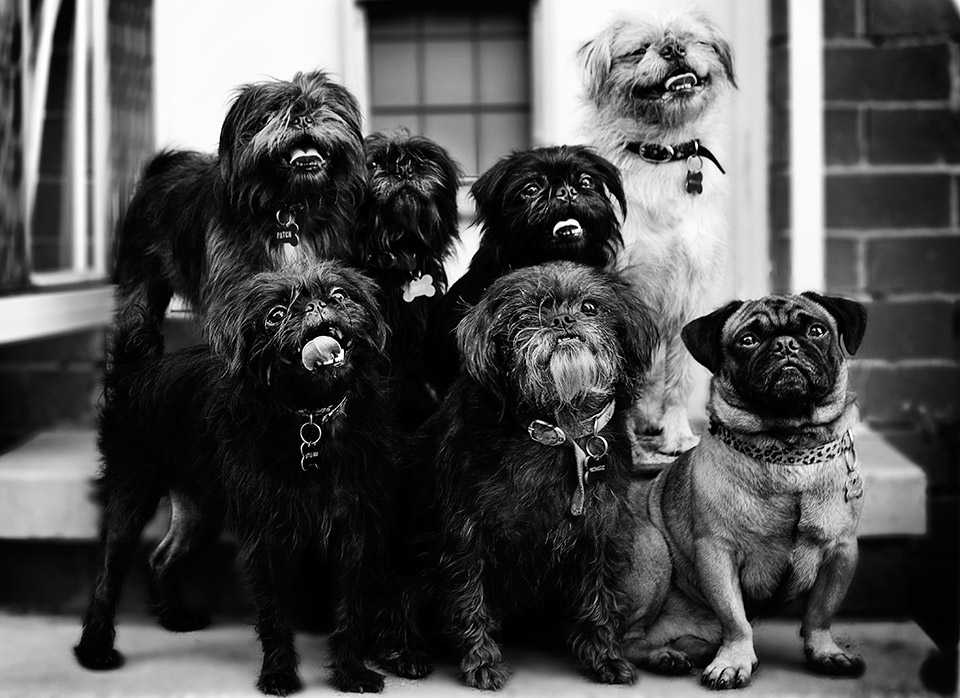 Pug-Dog-Shihtzu-Cross-Photography-Melbourne