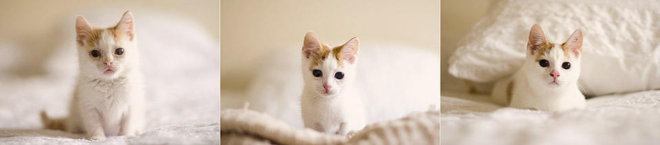Rescue-Kitten-Photography-Melbourne