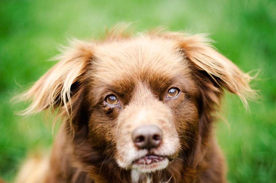 Scruffy Dog Kelpie Dog Photography Greendale Melbourne01