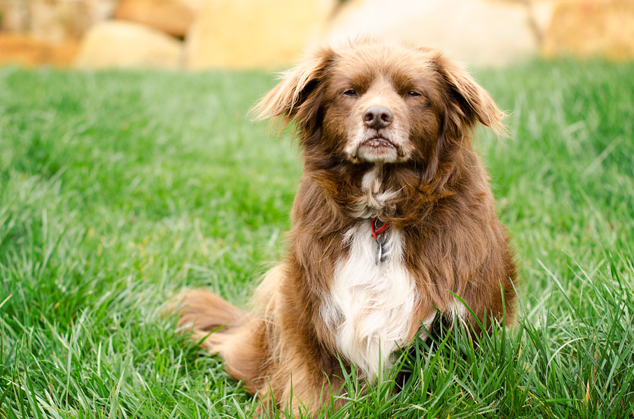 Scruffy Dog Kelpie Dog Photography Greendale Melbourne03