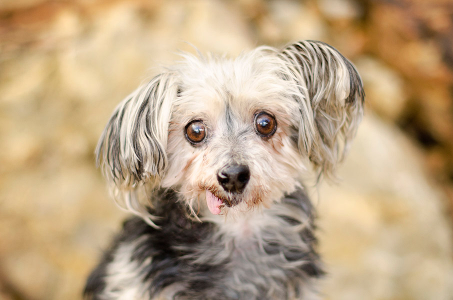 Scruffy Dog Kelpie Dog Photography Greendale Melbourne04