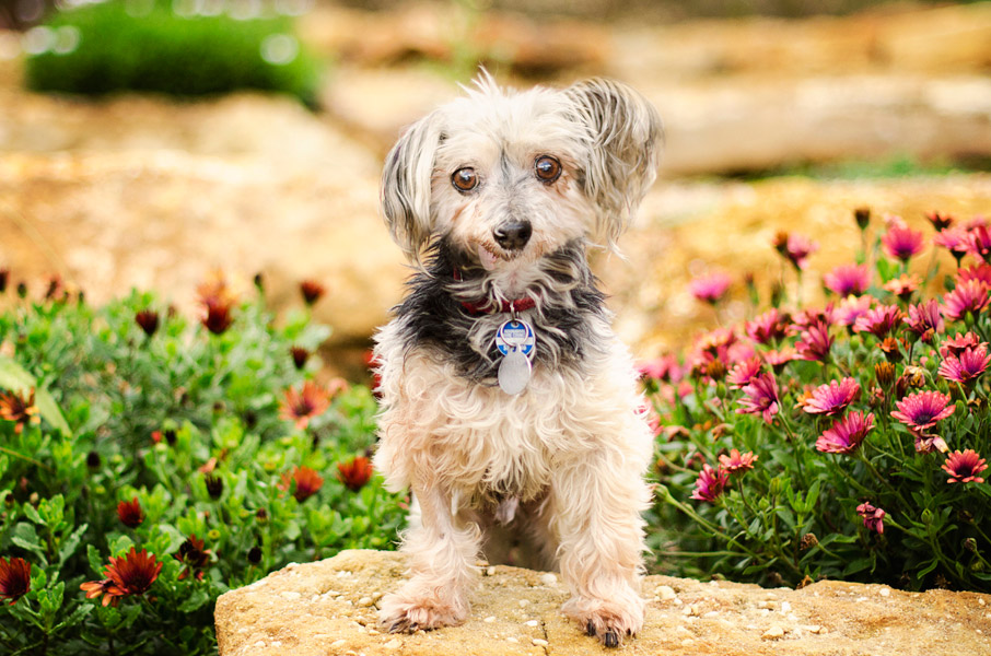 Scruffy Dog Kelpie Dog Photography Greendale Melbourne05