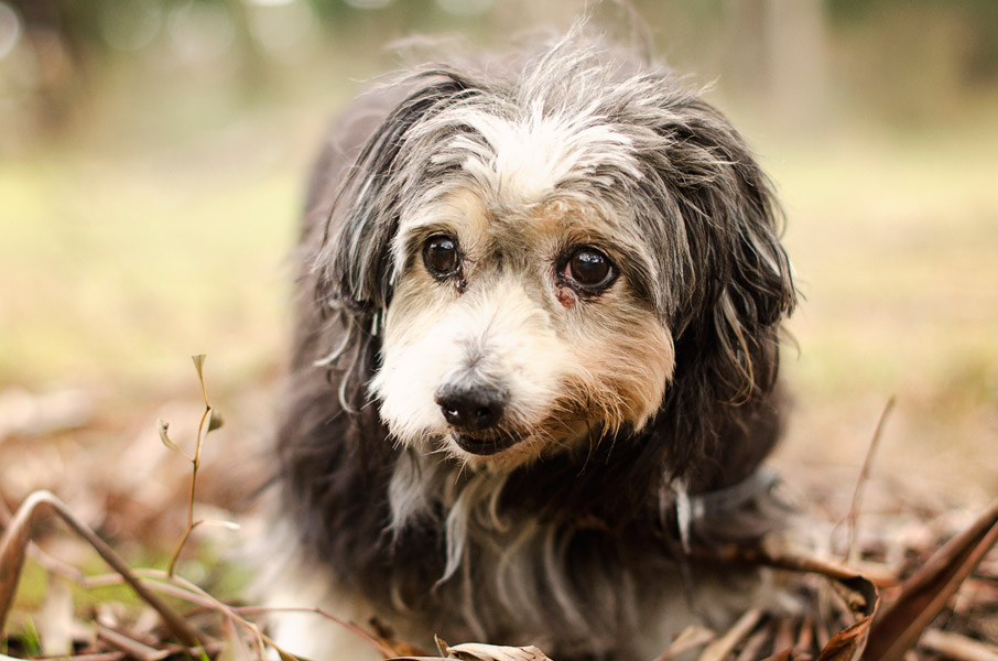 Scruffy Dog Kelpie Dog Photography Greendale Melbourne06