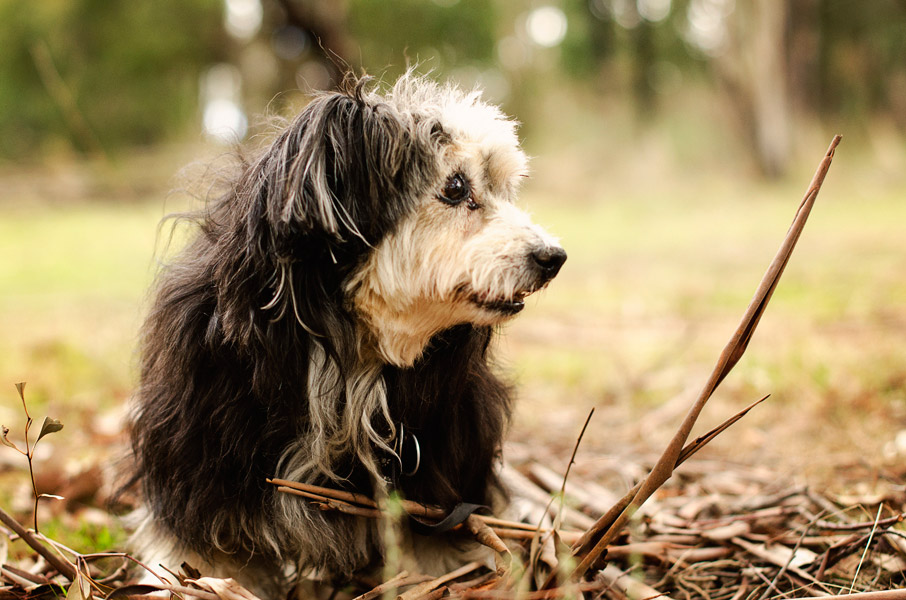 Scruffy Dog Kelpie Dog Photography Greendale Melbourne08