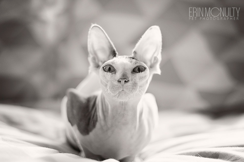 Sphynx-cat-photographer-Melbourne