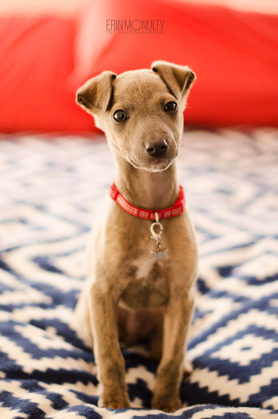 Whippet-Paterdale-Cross-Puppy-Photography-Melbourne